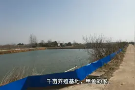 甲鱼，学名叫瞥，也叫团鱼、脚鱼。好东西呢，产业化了。