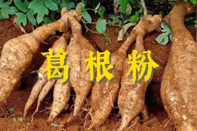 你知道葛根粉的营养价值与功效吗…视频封面