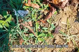 红景天的功效与作用