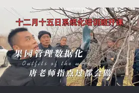 苹果树亩产不到万斤都不要说你会种树！这树轻轻松松破万斤！！视频封面