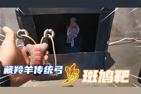 雨天没法户外。室内10米，藏羚羊传统弓怼斑鸠。这命中率嘎嘎香。