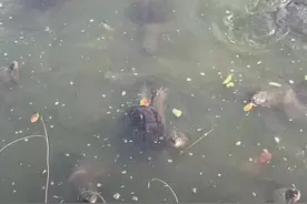 生态养殖的鳄鱼龟喂食图片