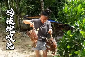 两只母鸡被毒蛇咬死，一窝小鸡被毒蛇吞掉，求支个招怎么防蛇好