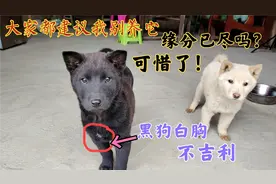 黑狗白胸真的不利主人？为啥亲戚都建议卖掉它，看这眼神心有不舍