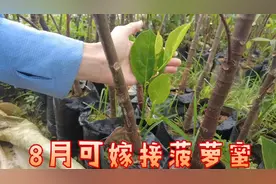 菠萝蜜8月之后可嫁接，愈合好后，可解开薄膜，再隔7天修剪顶端视频封面