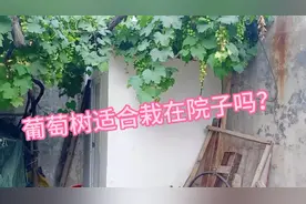 聊聊院子里面葡萄树，风水影响视频封面