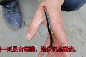 带大家了解一下：红头蜈蚣视频封面