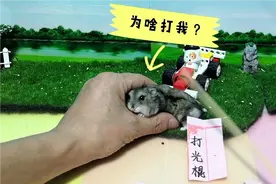 小仓鼠和主人玩抽签游戏又被坑了，仓鼠说屁屁老疼了#奇妙的动物视频封面