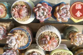 做视频用自己唱的歌，小才艺有用武之地了！看多肉顺便来听歌儿吧