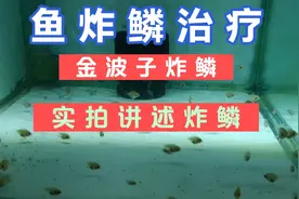 鱼炸鳞治疗方法和种类！鱼竖鳞鱼立鳞。鱼病！金波子观赏鱼常见病