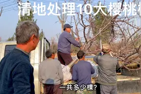 朋友家樱桃采摘园因施工清地，无奈处理40棵品种樱桃，真是可惜了视频封面