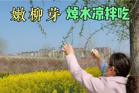 嫩柳芽焯水后用香醋辣椒油凉拌，简直太下饭，吃的停不下来视频封面
