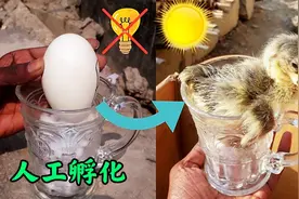 用阳光和啤酒杯人工孵小鹅，过程真的很简单，相信你也可以成功