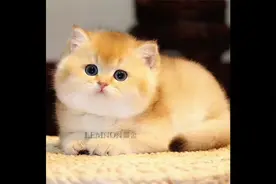 驱鼠必备猫叫声，老鼠跑光光