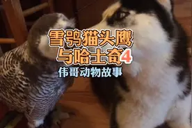 拍摄记录救助雪鸮猫头鹰与狗狗哈士奇的外国动物感人故事，后续！视频封面