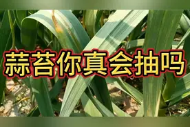 蒜苔抽得长与短，直接影响大蒜产量高低，不想大蒜高产的别进