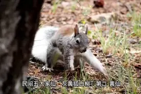 东北五大仙家你知道是哪五种动物？？