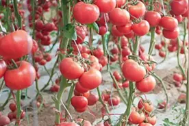 蔬菜卷叶、皱缩、茎腐等病毒病怎么防治？一个方法，一季没病害