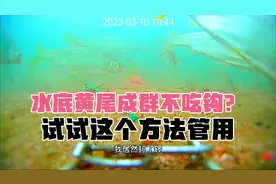 水底黄尾成群就是不吃钩钓不到？试试这个方法吧，钓友们，挺管用
