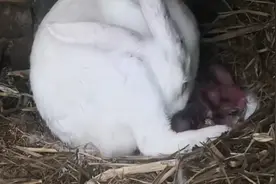 母兔子生崽的全过程，一窝生九只15分钟搞定，今天是见识了