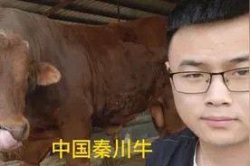 小伙“捡漏”秦川牛居然赚了1.3W  怎么养的  中国黄牛之首秦川牛视频封面