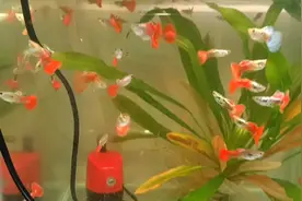 养殖红箭鱼孔雀鱼，烂鳍烂尾杀菌消毒常用的4种药，便宜好用