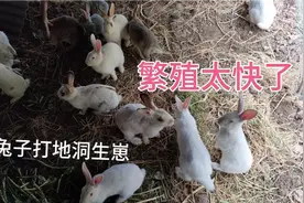 大山里养兔子，兔子满地打洞生崽，一月一胎一窝8只繁殖太快了