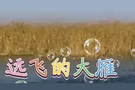 《远飞的大雁》捎个信儿到北京，翻身的农奴想念恩人毛主席……视频封面