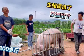 立福和老孟去山里买猪，生猪又减价了，两头都400多斤看看多少钱视频封面