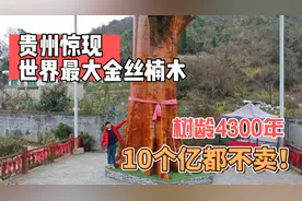 贵州惊现世界最大金丝楠木，已有4300年，主人10个亿都不卖！视频封面