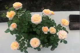 大卫奥斯汀月季品种朱丽叶在广州的表现，视频末尾有优缺点总结