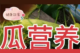 丝瓜是一种好的食材，富含矿物质，维生素，营养价值高视频封面