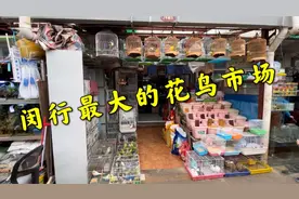 上海闵行最大的花鸟市场，各种盆景植物鸟类水族，应有尽有视频封面
