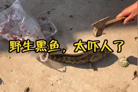 第一次处理野生黑鱼，过程太惊险，一起看看野生鱼的生命力多顽强视频封面