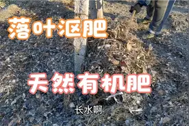 废弃树叶别再倒了，74岁老农这样做简单做一下，种菜好肥料