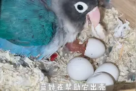 小鹦鹉经过24天的孵化终于出壳了，母鸟迫不及待的给它喂食