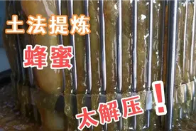 第一次看到土办法提炼蜂蜜，太解压了，忍不住口水直流视频封面