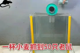 50只老鼠被一锅端，小麦成为致命诱惑，太香了老鼠根本无法拒绝