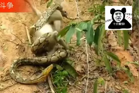 蟒蛇吃小猴子视频封面