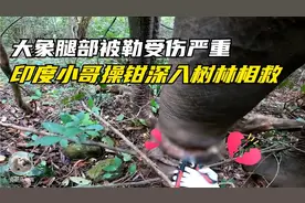 大象腿部受伤严重，印度小哥深入树林给它医治伤口视频封面