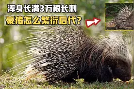浑身长满3万根35厘米长刺，豪猪如何繁衍后代？这些棘刺有何作用