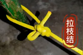 果农常用来固定果树枝条的绳结，学会这种方法工作效率将大大提高视频封面