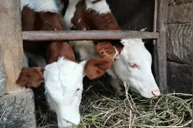 牛吃红薯藤拉肚子原来一直被误解，并不是水分重和发焉的缘故