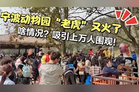 咋了？浙江宁波动物园老虎又火了？现场人山人海！吸引上万人围观视频封面