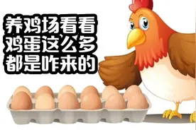 养鸡产鸡的一生 看看这么多鸡蛋都是哪来的