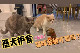 用恶犬护食玩具给猫咪喂冻干，结果猫咪给了一个眼神让我自己体会视频封面
