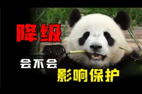 科学解读：熊猫降级意味着什么，会不会影响熊猫保护？