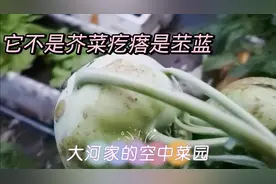 楼顶菜园里有好多菜，想吃啥菜摘啥菜，今天就吃辣椒炒苤蓝吧。