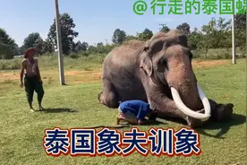 实拍：泰国象夫训象全过程