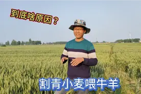 河南小麦割青储喂牛羊，每亩1800元农民抢着收？粮食安全大于天！视频封面